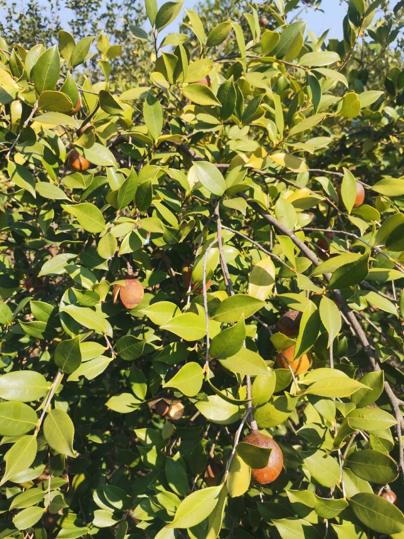 油茶果