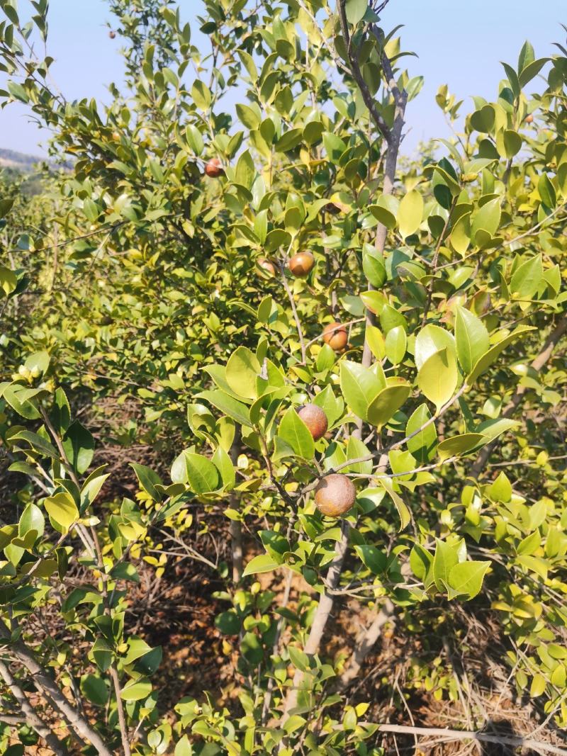 油茶果