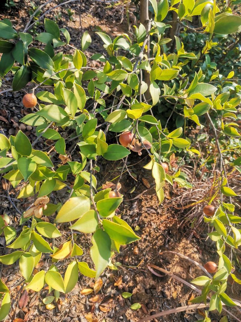 油茶果