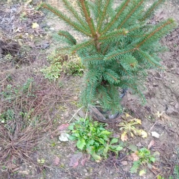 营养杯枟杉