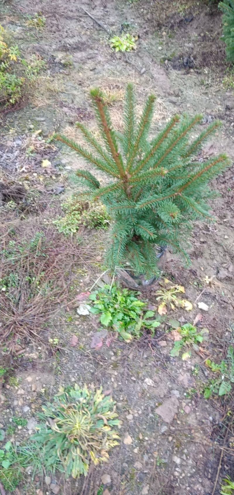 营养杯枟杉