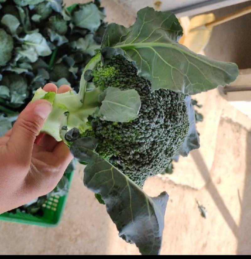 河南周口扶沟小米粒精品耐寒西兰花大量上市