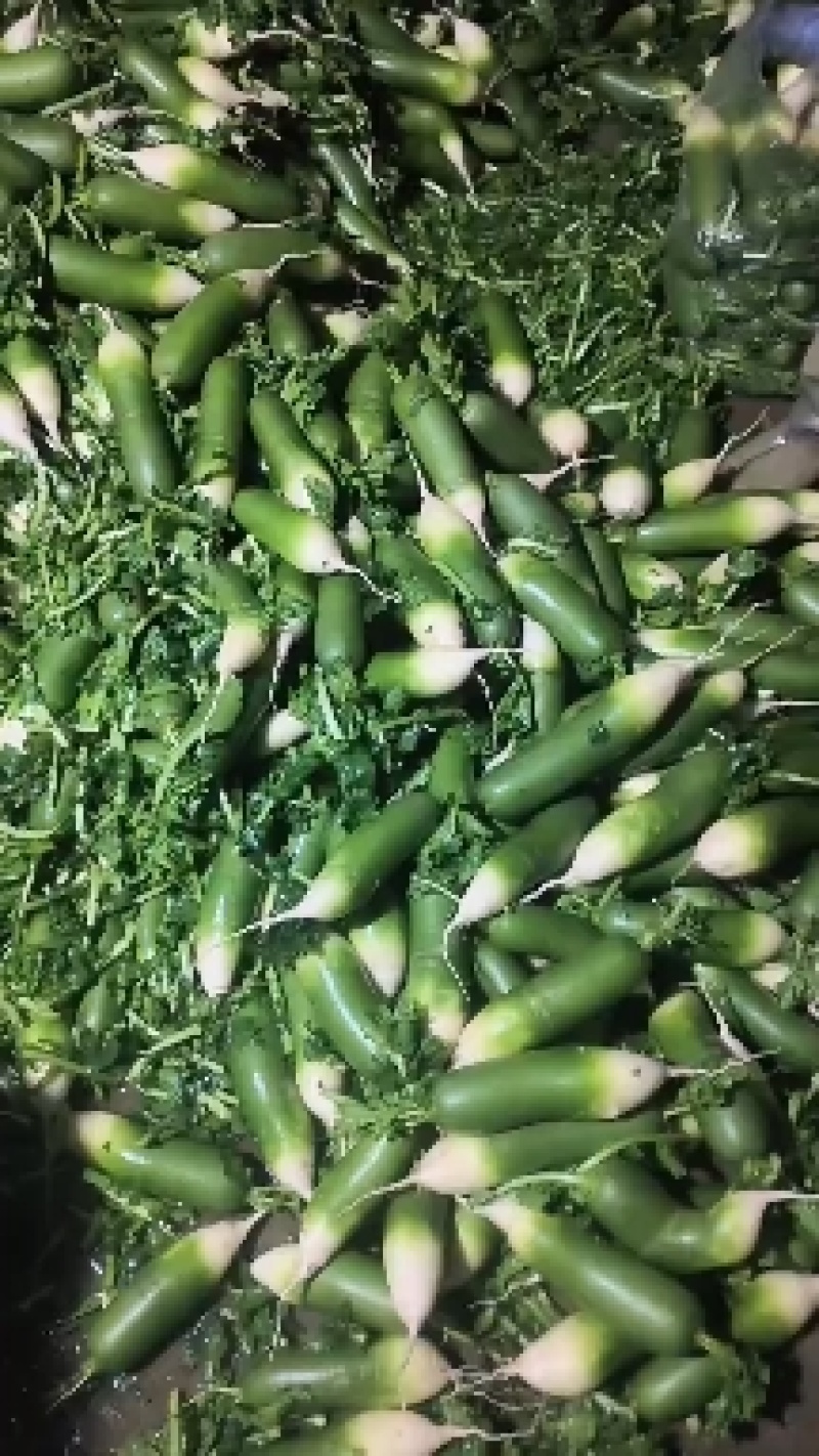 水果萝卜。大量出售精品水果青萝卜。
