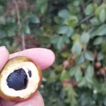 油茶果