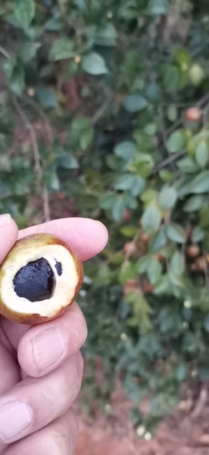 油茶果