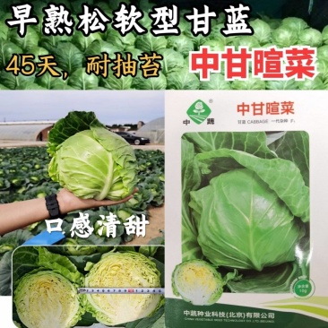 中甘暄菜种子早熟春播45天耐寒耐抽苔松软甘蓝种子手撕包菜