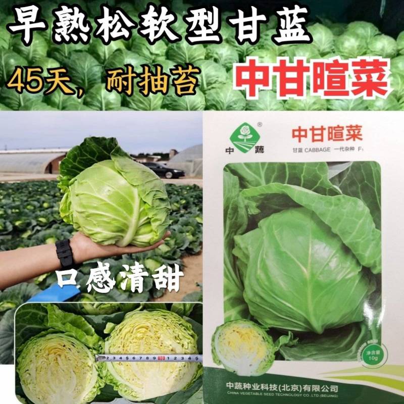 中甘暄菜种子早熟春播45天耐寒耐抽苔松软甘蓝种子手撕包菜