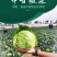 中甘暄菜种子早熟春播45天耐寒耐抽苔松软甘蓝种子手撕包菜