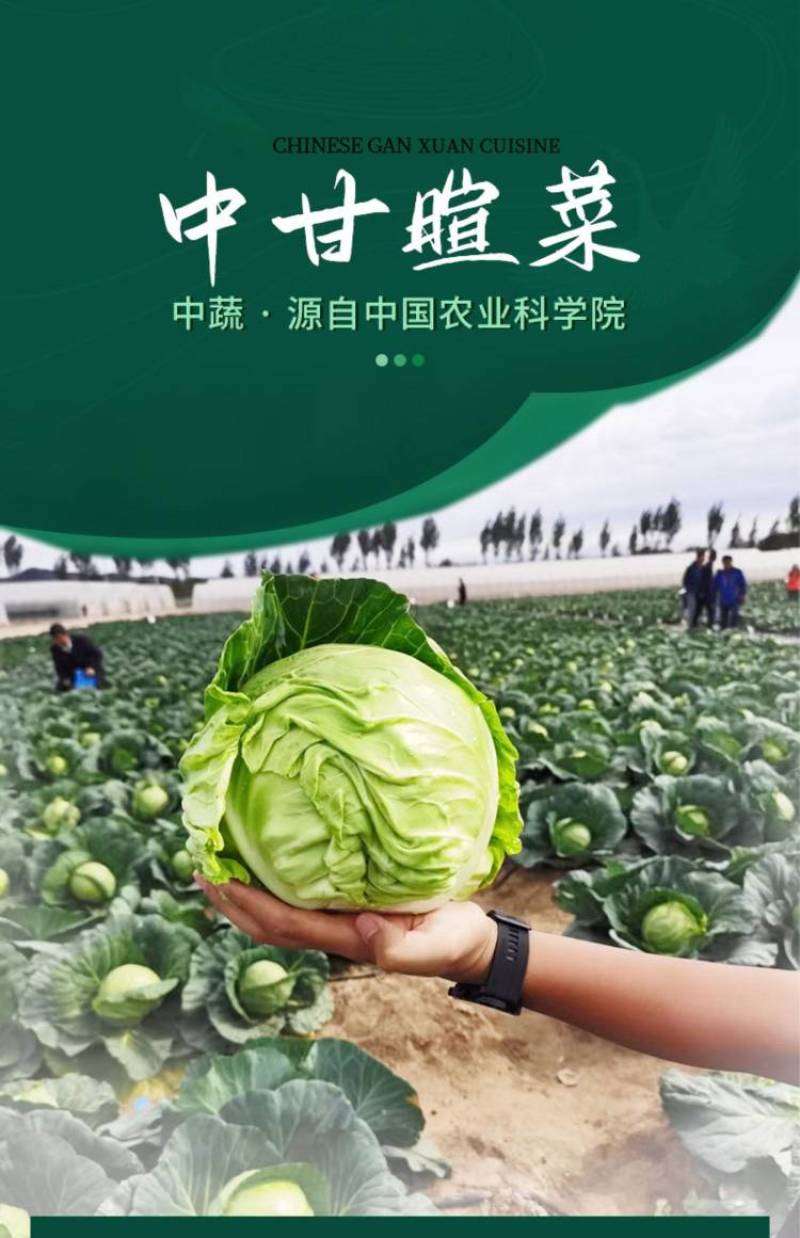 中甘暄菜种子早熟春播45天耐寒耐抽苔松软甘蓝种子手撕包菜