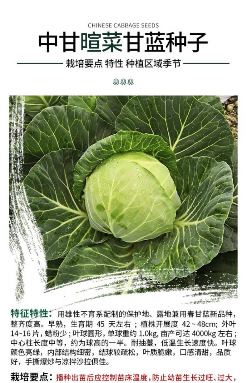中甘暄菜种子早熟春播45天耐寒耐抽苔松软甘蓝种子手撕包菜