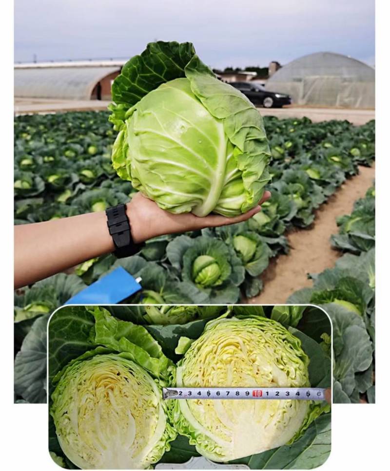 中甘暄菜种子早熟春播45天耐寒耐抽苔松软甘蓝种子手撕包菜