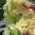 中甘暄菜种子早熟春播45天耐寒耐抽苔松软甘蓝种子手撕包菜