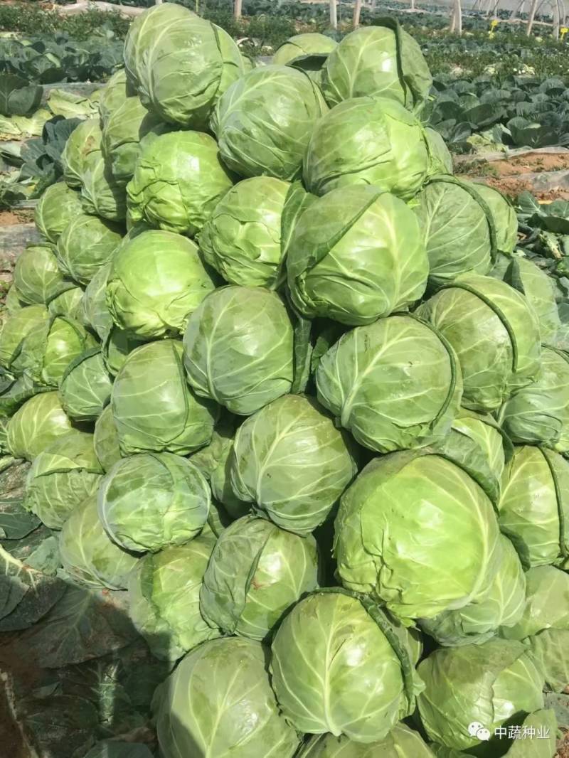 中甘暄菜种子早熟春播45天耐寒耐抽苔松软甘蓝种子手撕包菜