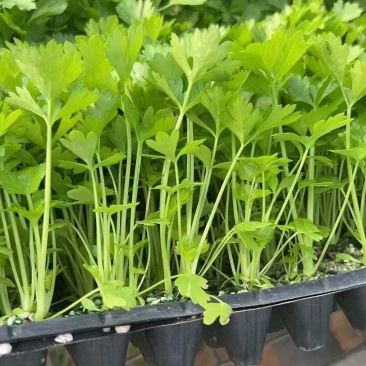 法国皇后芹菜苗西芹拔地苗穴盘苗，量大从优支持全国发货