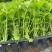 法国皇后芹菜苗西芹拔地苗穴盘苗，量大从优支持全国发货