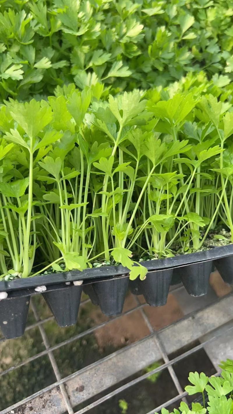 法国皇后芹菜苗西芹拔地苗穴盘苗，量大从优支持全国发货