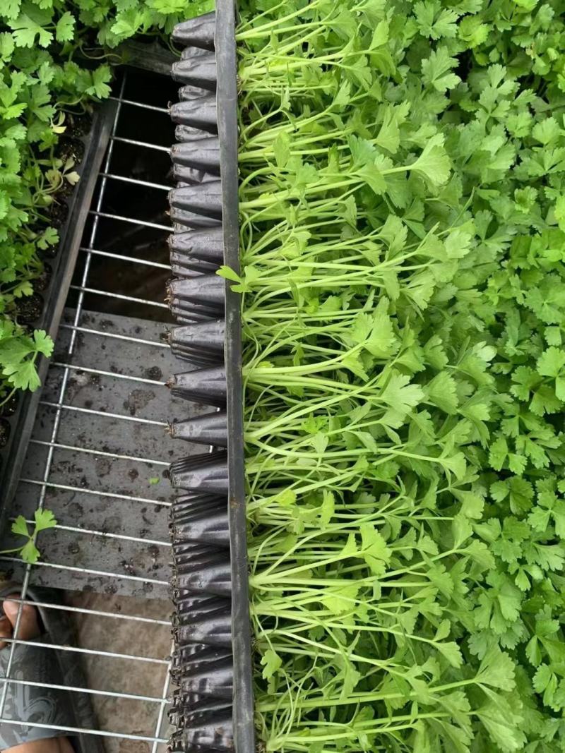 法国皇后芹菜苗西芹拔地苗穴盘苗，量大从优支持全国发货