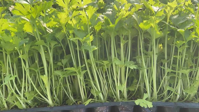法国皇后芹菜苗西芹拔地苗穴盘苗，量大从优支持全国发货