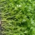 法国皇后芹菜苗西芹拔地苗穴盘苗，量大从优支持全国发货