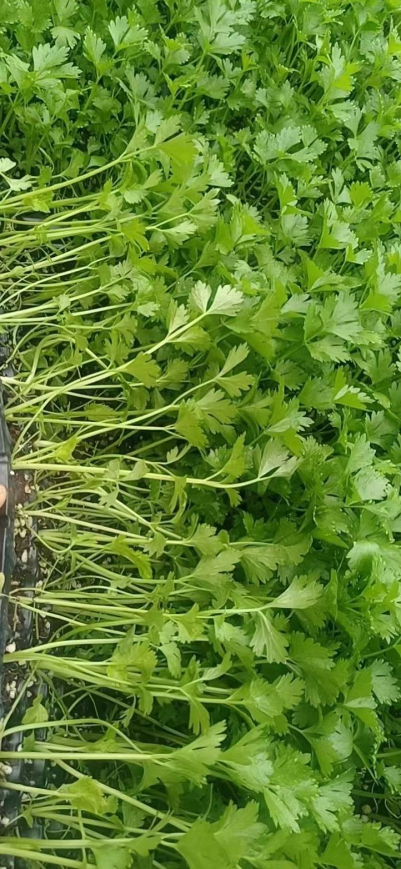 法国皇后芹菜苗西芹拔地苗穴盘苗，量大从优支持全国发货