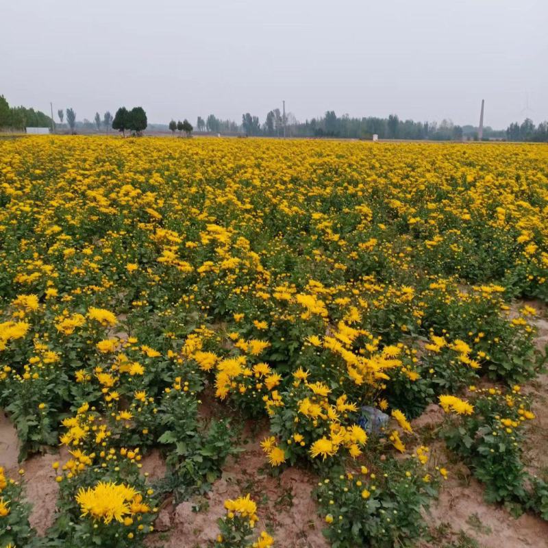 出售金丝皇菊，陶菊，九月菊