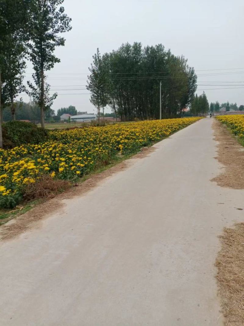 出售金丝皇菊，陶菊，九月菊