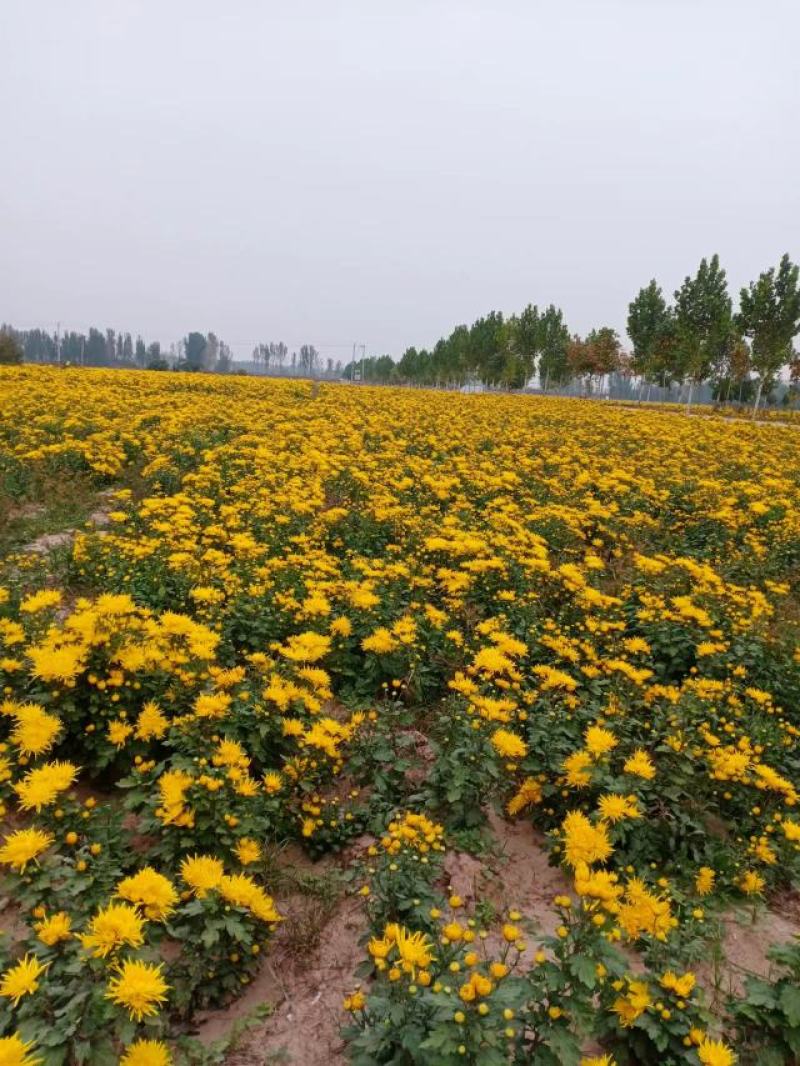 出售金丝皇菊，陶菊，九月菊