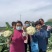 杂交松花菜品种生长势强花球洁白美观，浅青梗花球松大。