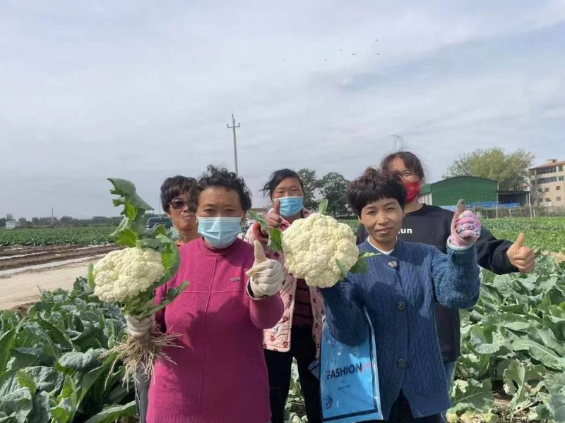 杂交松花菜品种生长势强花球洁白美观，浅青梗花球松大。