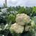 杂交松花菜品种生长势强花球洁白美观，浅青梗花球松大。