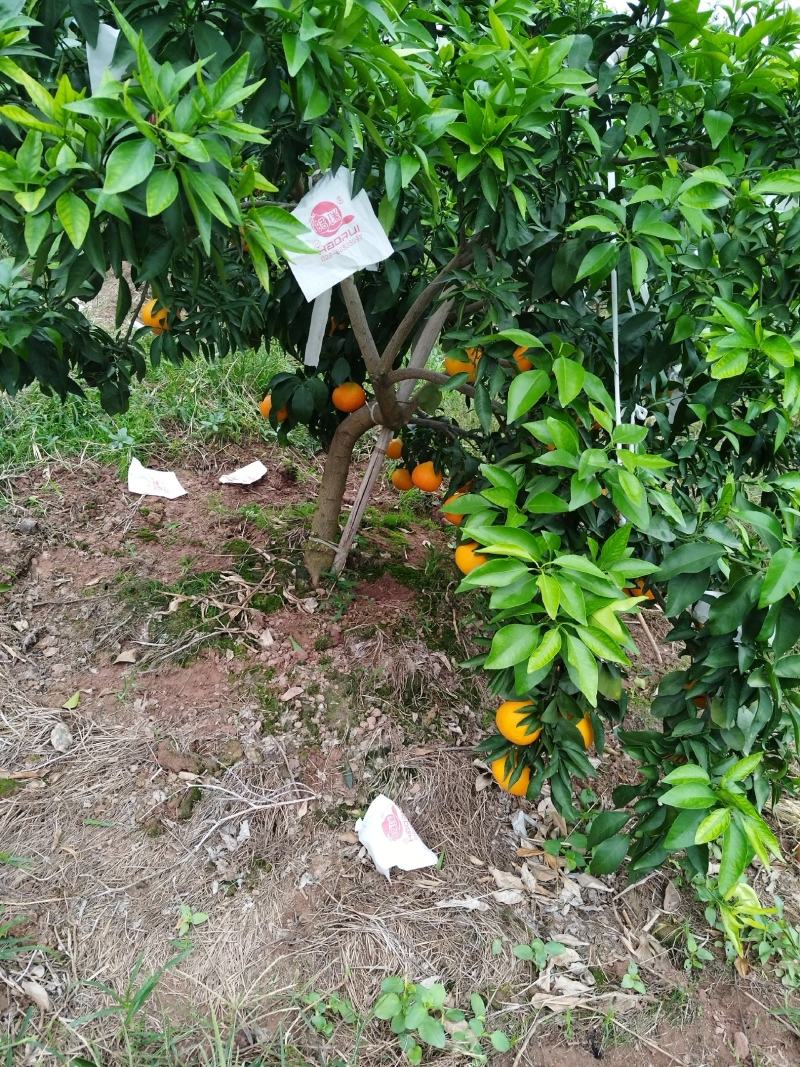 爱媛果冻橙，1.5
