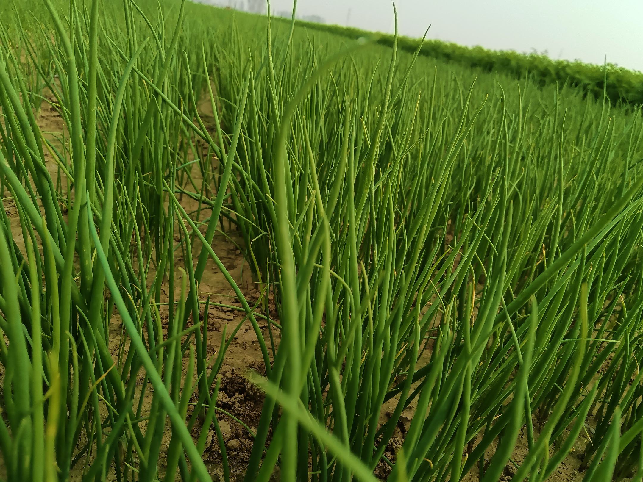 聊城二红洋葱田间种植实景,展示整齐划一的洋葱田,农民正在进行采收作业 聊城二红洋葱田间种植实景