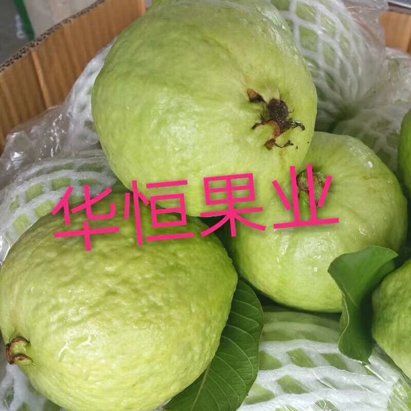 白心芭乐，浓浓的芭乐味，脆甜