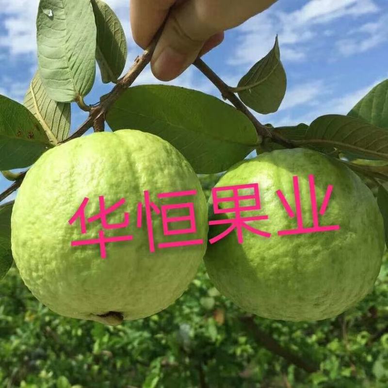 白心芭乐，浓浓的芭乐味，脆甜