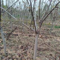 秋月梨树5-8公分，精品树形，当年挂果，根系完整，包挂果