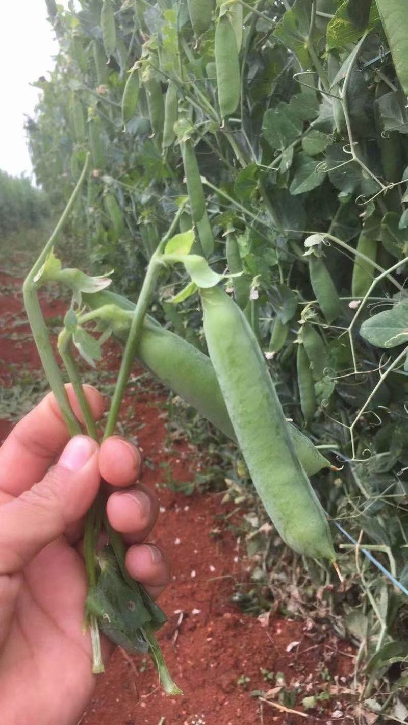 长寿仁豌豆大量上市了，有需要的联系，良心商家，质量保证