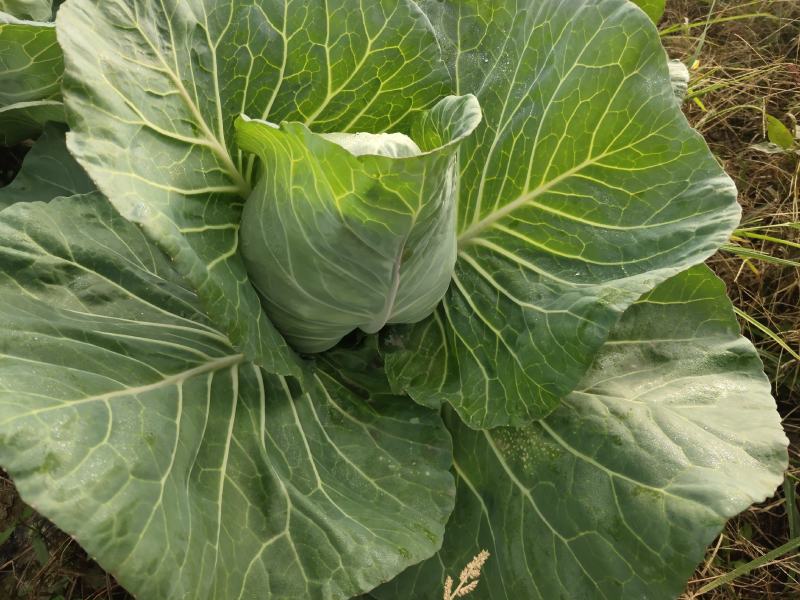 上海牛心菜，全部自己种植。