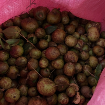 广西野生生油茶果，干油茶籽