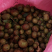 广西野生生油茶果，干油茶籽