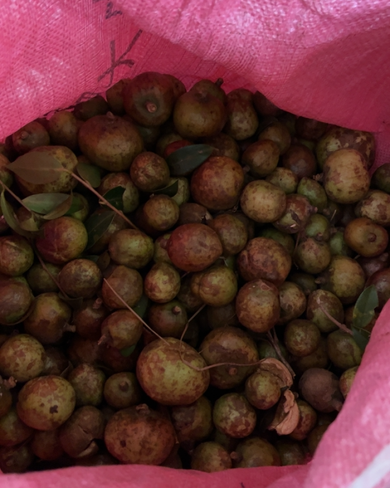 广西野生生油茶果，干油茶籽