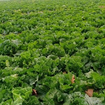出售白菜，自家种植
