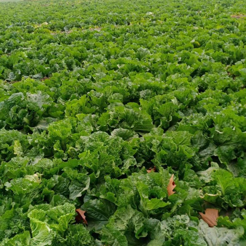 出售白菜，自家种植