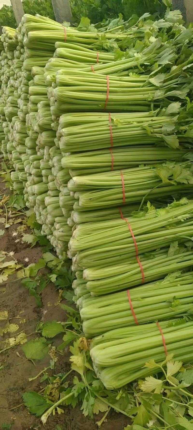 山东聊城精品西芹大量上市，货源充足品质保障，量大从优