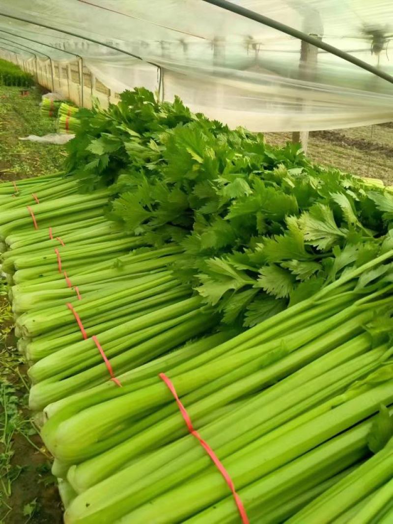 山东聊城精品西芹大量上市，货源充足品质保障，量大从优