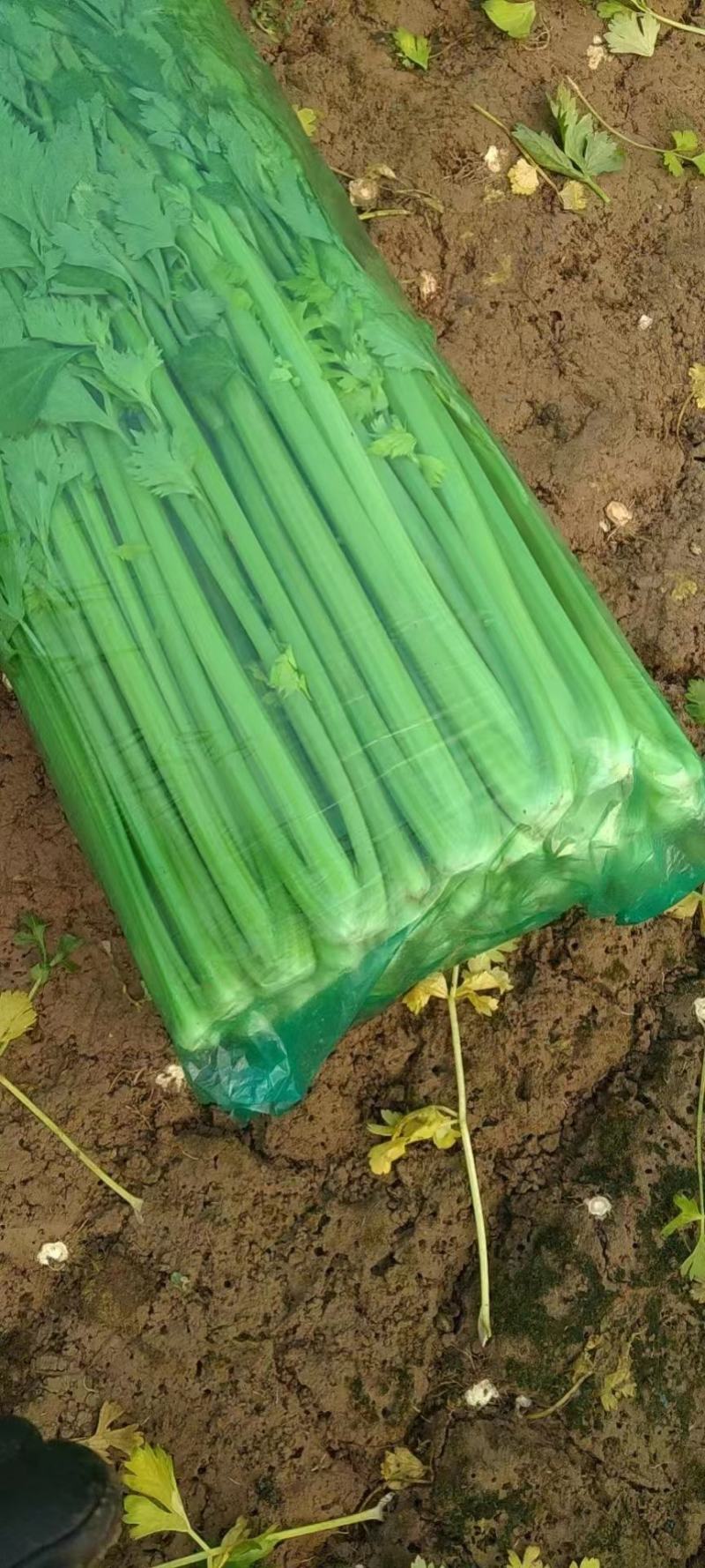 山东聊城精品西芹大量上市，货源充足品质保障，量大从优