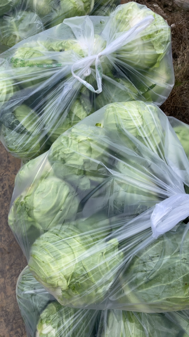 牛心包，全年供应产地直发品质保证量大从优
