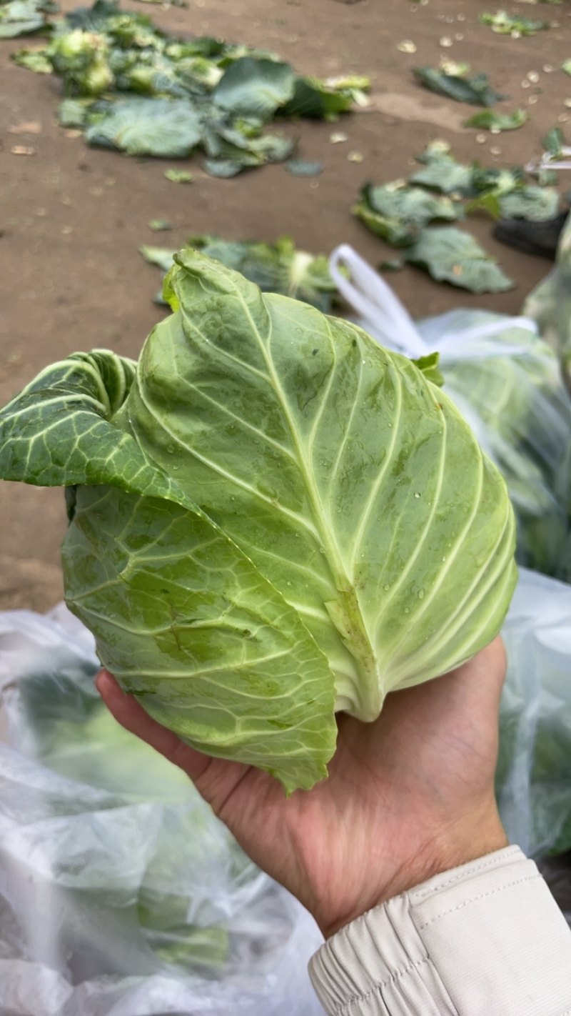 牛心包，全年供应产地直发品质保证量大从优