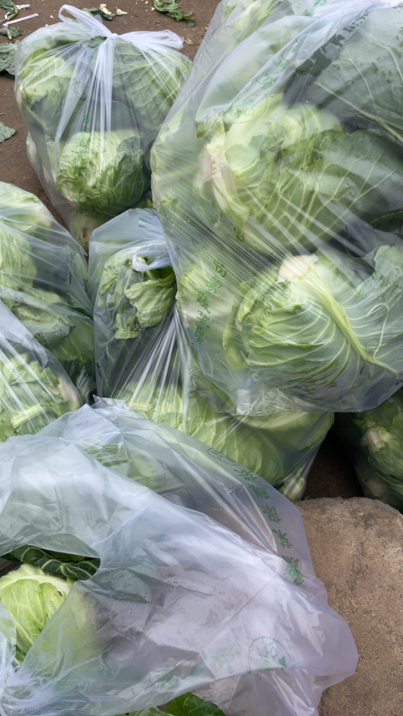 牛心包，全年供应产地直发品质保证量大从优