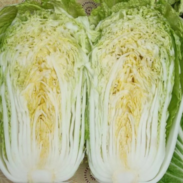 河南夏邑县精品矮颗黄心白菜，义和秋白菜萃拢秋晓白菜