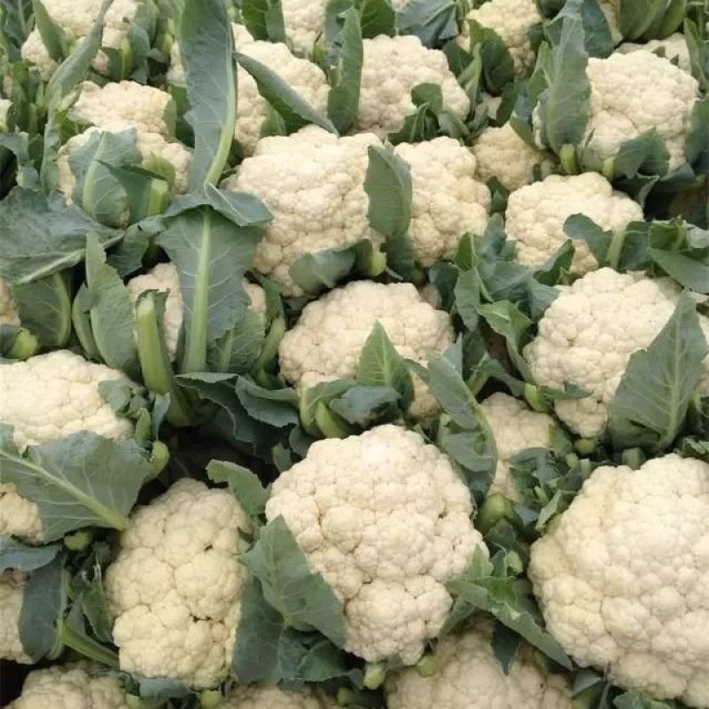 有机花菜松花菜量大，品质保障，价格优惠，大棚精品陆续上市